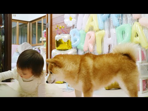 【誕生日おめでとう】娘2歳の誕生日を豆柴すずもみんなでお祝い🐶👶🎂