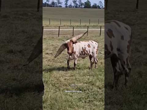 Satisfying Horn Trimming ll #shortsfeed #facts #animals #shorts #shortsviral #trending #ytshorts