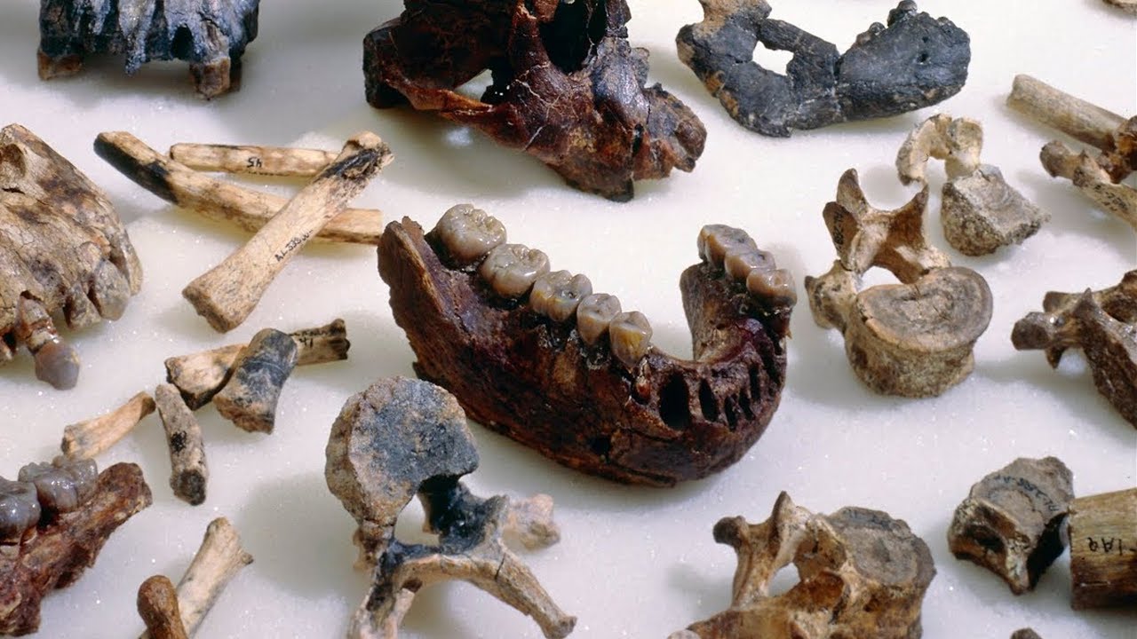 Lucy: 3. 2 Million Year Old Mother of Man BBC