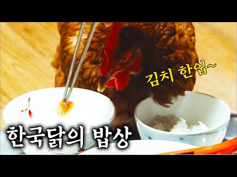 김치없인 밥 못먹는 한국 토종닭 이쁜이의 엄청난 식성  I KBS 생생정보 160126 방송