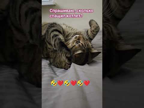 Четыре 🙀🤔🤗🤣 #cat #кот #юмор #приколы