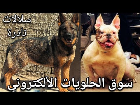 سوق الجراوي والكلاب الالكتروني ( سلالات مبهرة )