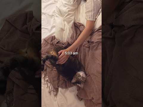 【morning routine】5時起きで整える朝|モーニングルーティン|リセット掃除