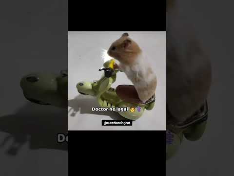 Aaj Mangalwar hai #relatable #funny #meme #cuteanimals #memes #funnyvideo #cutecat #catvideos #fyp