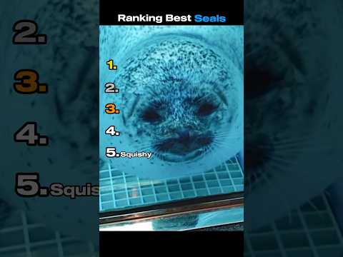 Ranking Best Seals #funnyanimals #ranking #seal #animals