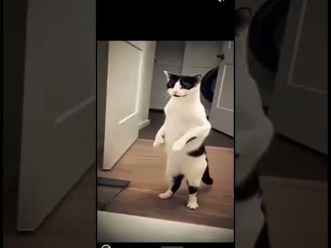 Os gatos dançarinos (inteligência artificial )