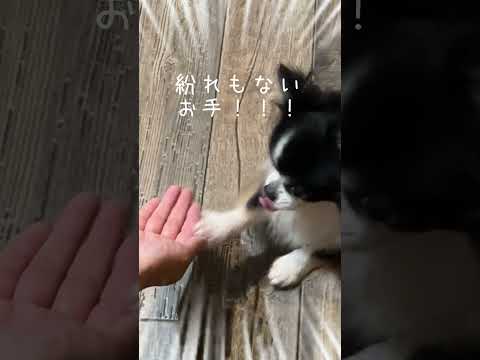 お手が出来ない犬にお手って言い続けた結果… #しろくろコリー #可愛い #大型犬 #大型犬のいる生活 #犬のいる生活 #ボーダーコリー #ボーダーコリーのまろ #チワワ #shorts