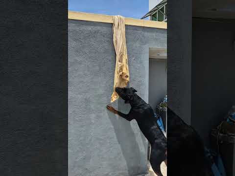 rottweiler high jump #shorts #rottweiler #rottweilervideos #dogmemes