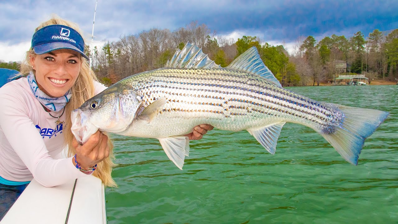 Giant STRIPED BASS Fishing on Lake Lanier! Winter Striper Fishing