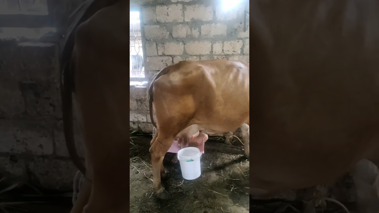 Order Video