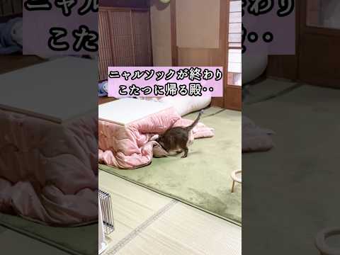 こたつに入ると独り言が止まらない元野良猫がおもしろすぎる‥笑 #野良猫 #鳴き声 #猫ッチョファミリー