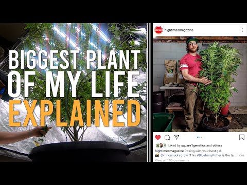 HOW I GREW THE BIGGEST INDOOR PLANT OF MY LIFE (EXPLAINED) WATER WHEN DRY METHOD!