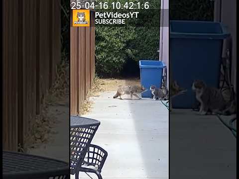 COYOTE Vs CAT! Shocking Encounter!!! 😱🫢