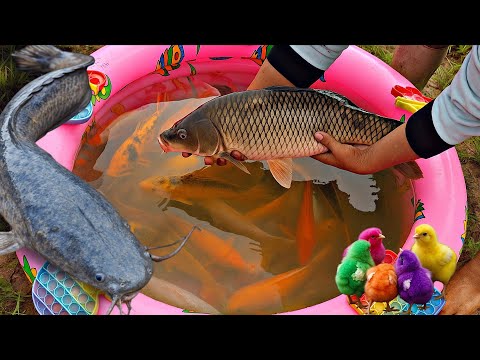 Menangkap ikan mas besar dikolam, ikan hias, ikan lele, ikan koi, ikan warna-warni, bebek lucu