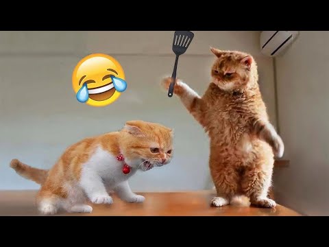 Animales Más Graciosos 😄 Videos Divertidos De Perros y Gatos 😹🐶