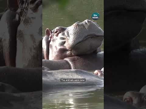 Pablo Escobar's 'cocaine hippos' are set to be culled in Colombia