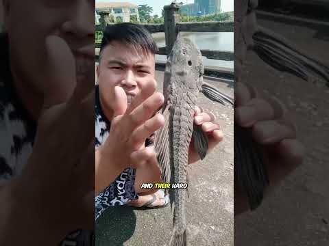 Why don't people eat pleco