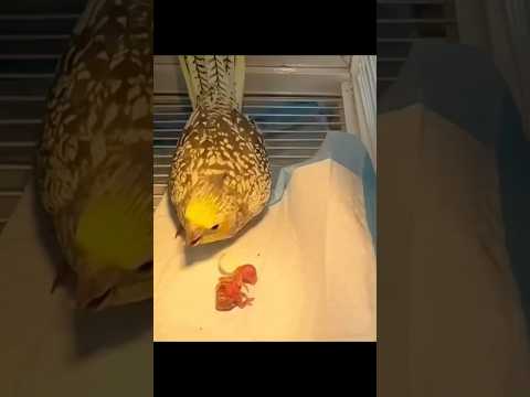 kamajor tote ko usake maata-pita naapasand karate hain #shortvideo #animals #rescue #animals #parrot