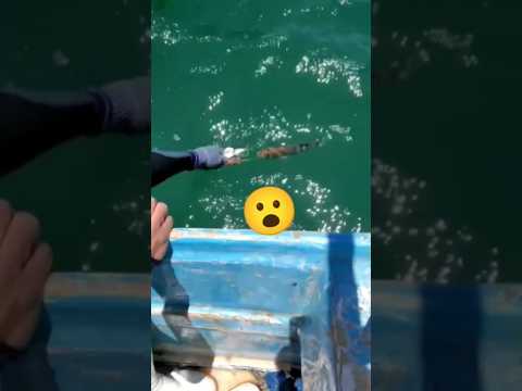صيد السمك باليد 😲 سبحان الله
