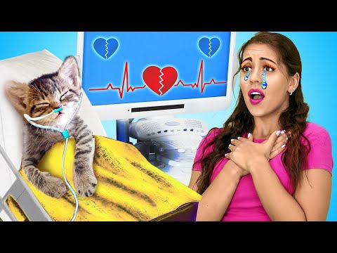 RECUPERAÇÃO RADICAL DE ANIMAIS NO HOSPITAL! 😻🐈‍⬛🐱🐈 Gata deu à luz gatinhos, por Desafio Aceito
