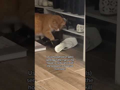 @mileymaethegolden: Everyone tell Jimmy he did a great job 🙂↕️ #cat #catlover #kitty