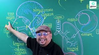 Biología "Sistema Respiratorio"