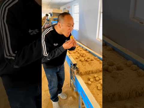 O Papai e a Estranha ‘Fruta’ 🥔🍈😲