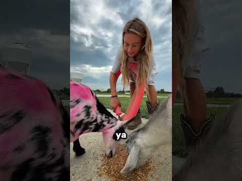 Keçiler Neden Bisiklet Tutacağı Takıyor? 😱