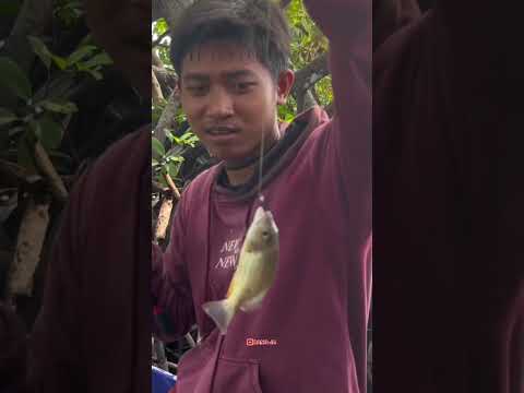 TERNYATA BABY GT SUKA UMPAN INI #mancing #fishing #mancingmania #mancingliar #petualangan