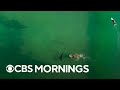 Understanding Shark Misconceptions and Perceptions