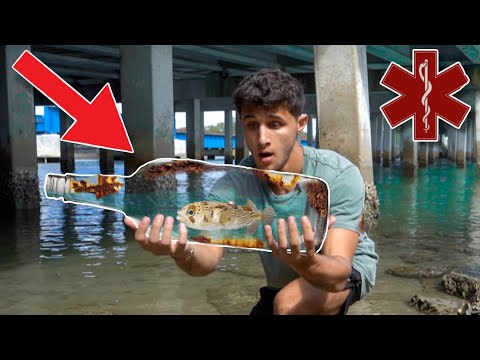 Rescuing PUFFERFISH TRAPPED In TRASH!! In this video, While searching for food to feed to my exotic fish we stumble upon a pufferfish trapp