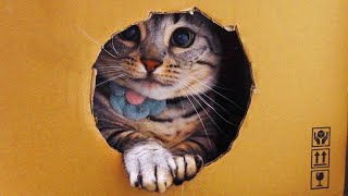 基地を独占したいけど、ひとりじゃつまらないと思う猫！