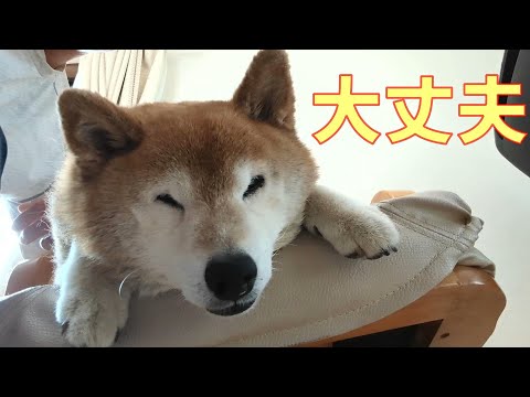 犬の動画サムネイル - 【997】ちょっと寒かった日