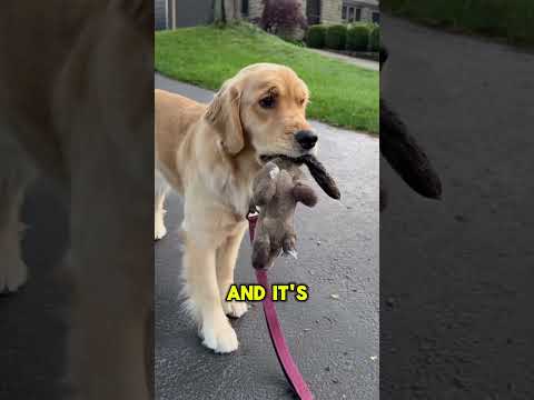 Joe Rogan On Goldens #doglover #goldenretriever