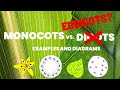 Eudicots and Plant Classification Concepts