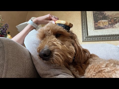 ASMR On My Dog 🐶 Brushing & Giving Scratches