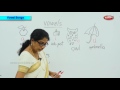 Understanding Vowels and Their Sounds