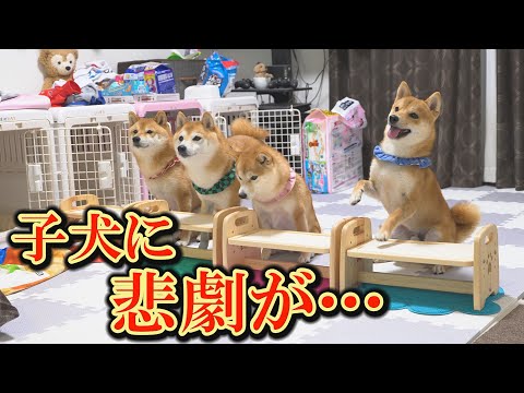 子犬がご飯を盗まれたあげく逆ギレされ、しょんぼりしてしまいました・・・