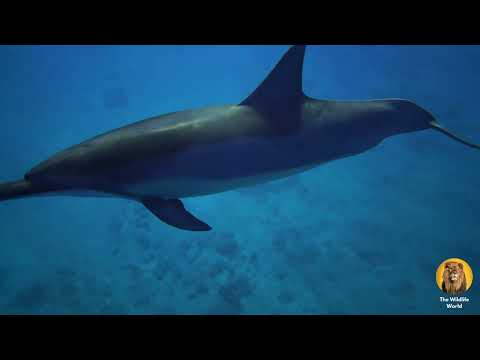 Ocean Serenity: Journey Through Mesmerizing Sea Life with Calming Music