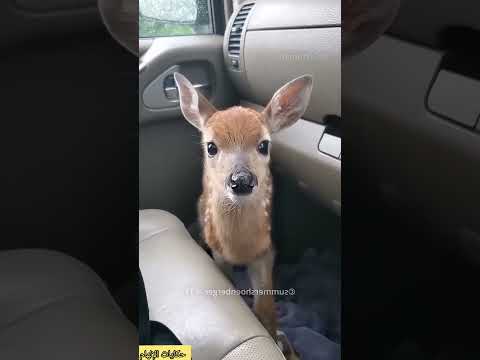 :** الغزال الصغير الذي شكر الفتاة بطريقة مؤثرة 🦌❤️ #كرتوناطفال #youtubeshorts #قصص_عربية#tiktokvideo