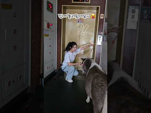 안양에 살면 보는 상황??🦄🛗A horse in an elevator😝🪜