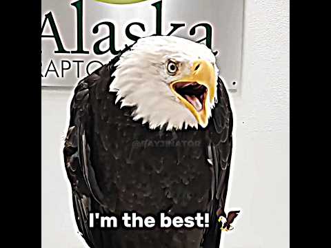Best Birds! [Part 2 I Think] #birb #bird #bestbirds #ostrich #edit