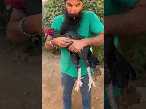 aseel murga ko injection kasa lghaya#viral #aseel #hjvlogsjammu #youtubeshorts #shorts #animals