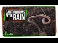 Earthworm Behavior After Rain