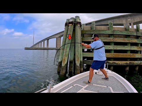 Solo Fishing under this HUGE! BAY BRIDGE and CAUGHT THIS! [Multiple Species]