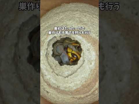 突然スズメバチの巣ができるのはなぜ？ #スズメバチ #蜂の巣