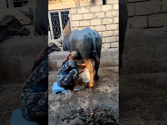 Buy Ghee with Video Proof - Order #161 Ghee Making Video