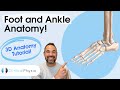 Anatomy of the Foot and Ankle