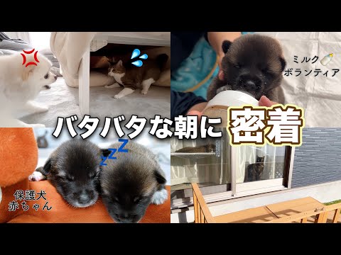 とあるバタバタの朝に密着｜保護犬の赤ちゃんがミルクを飲む姿が可愛すぎました