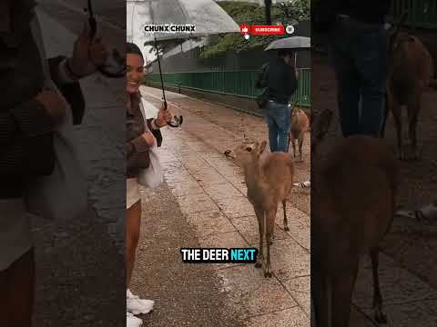 Why are Japanese deer known for being polite?🦌#shorts #shortvideo